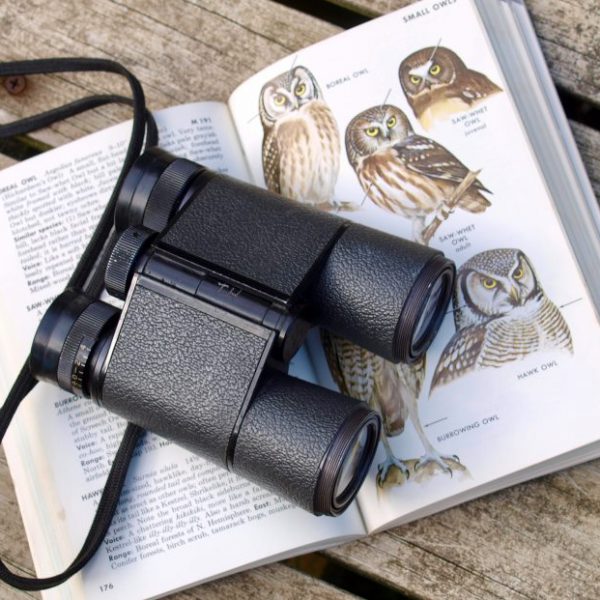 Observation d’oiseaux – les meilleurs sites en Europe