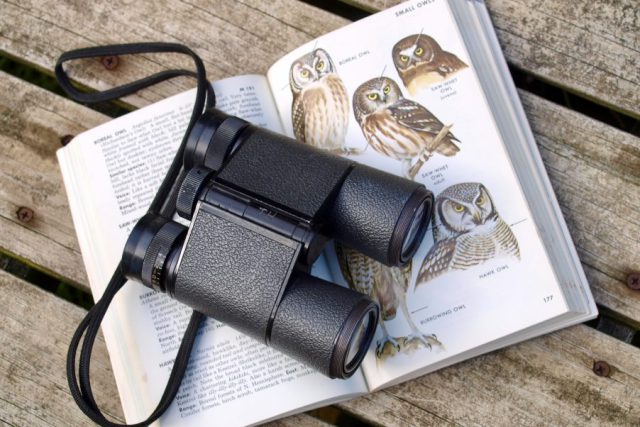 Observation d’oiseaux – les meilleurs sites en Europe